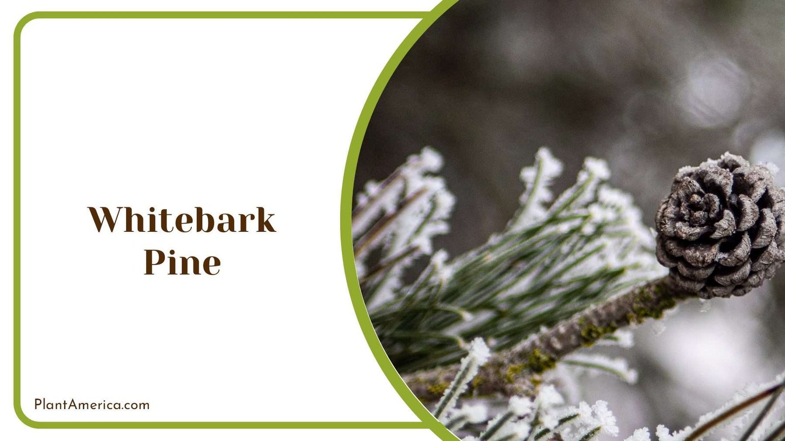 Whitebark Pine Egg Shaped PlantAmerica