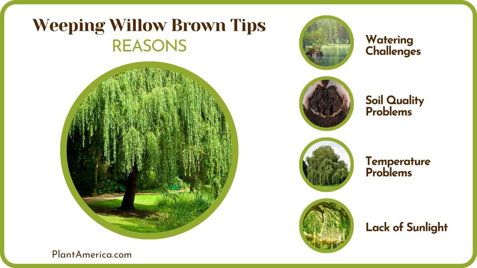 Willow Tips Turning Brown PlantAmerica