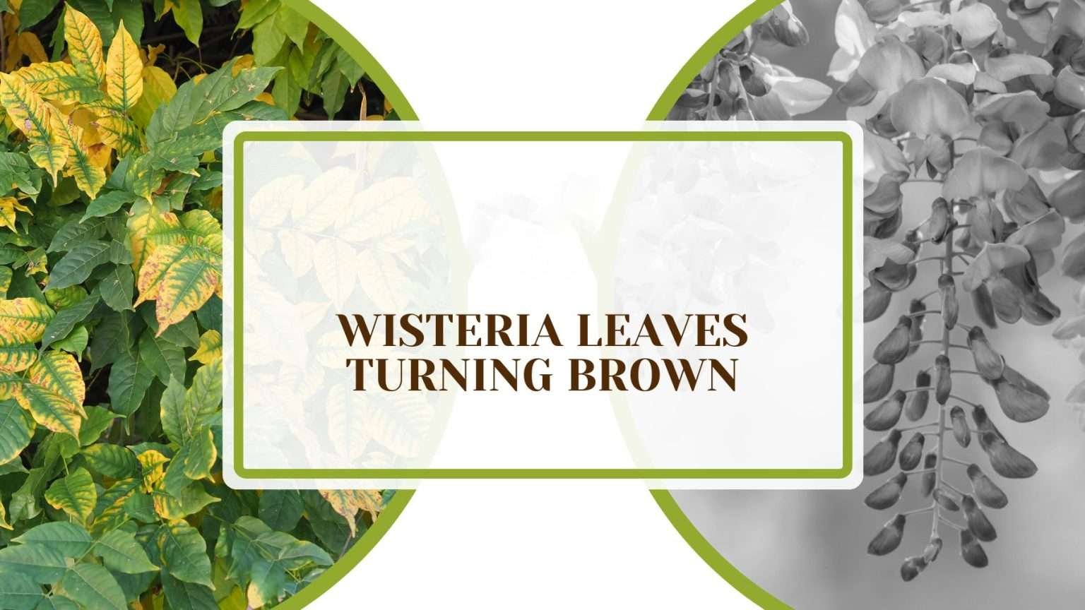 Wisteria Leaves Turning Brown 7 Tips To Fix Your Beauties Plant America