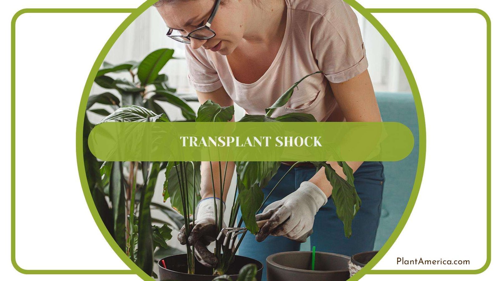 Woman Gardener Transplanting Her Indoor Plants Plant America