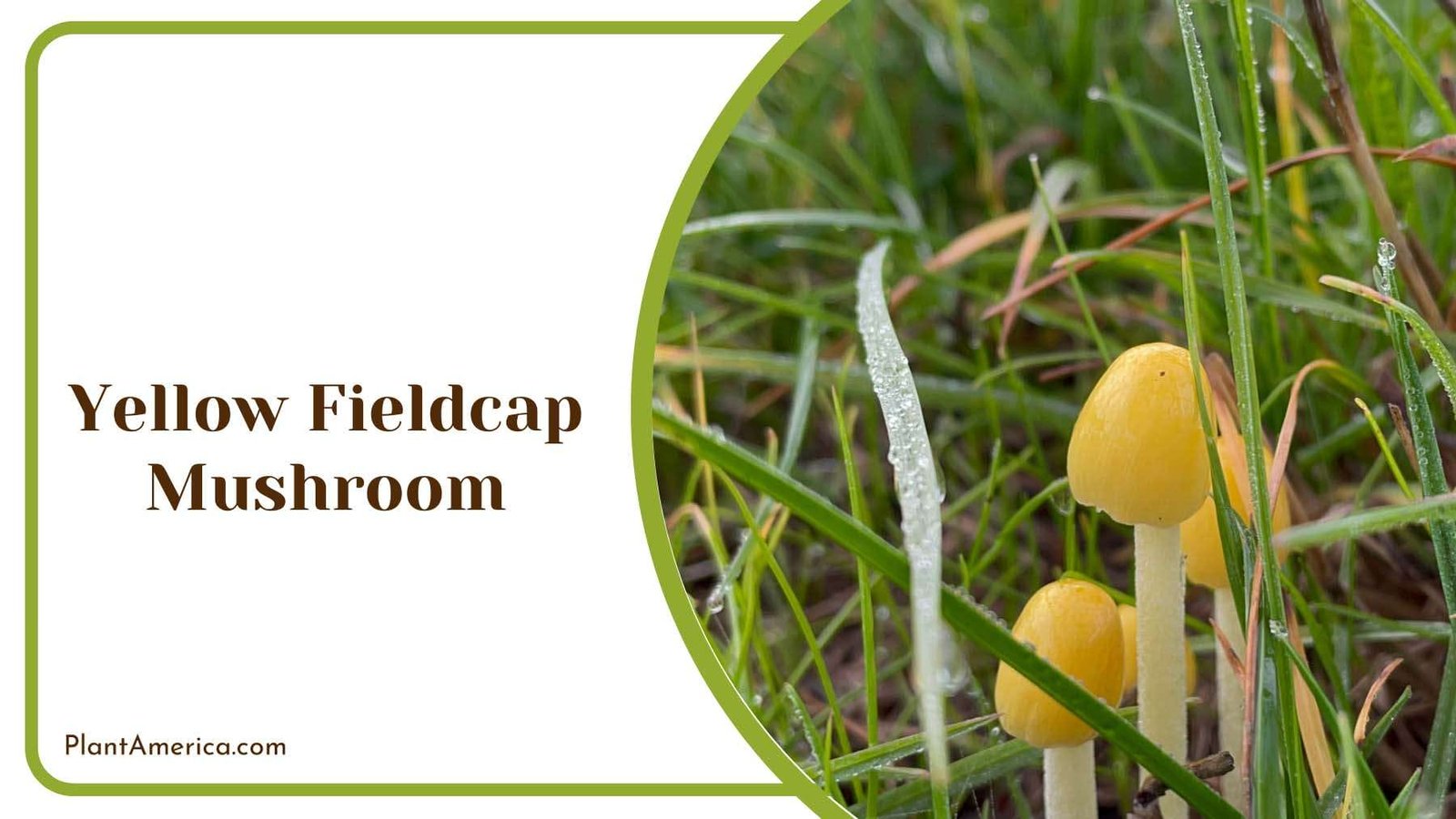 Yellow Fieldcap Mushroom Plant America