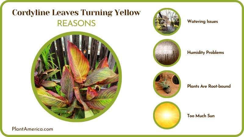 Yellow Leaves on Cordyline Plant America 1