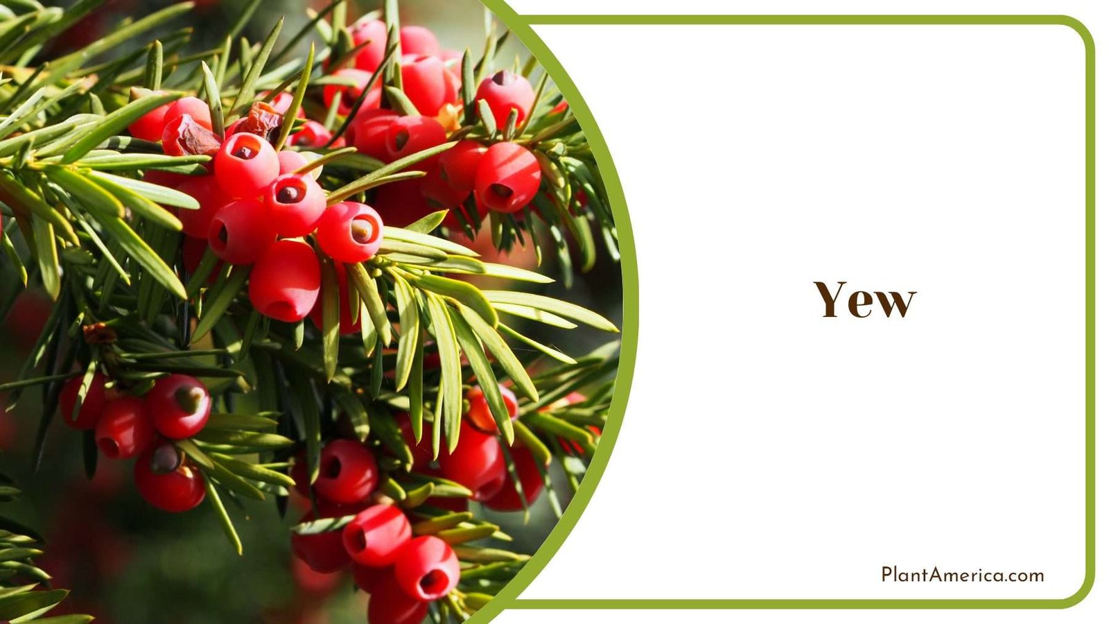 Yew Leaves Overlap Plant America