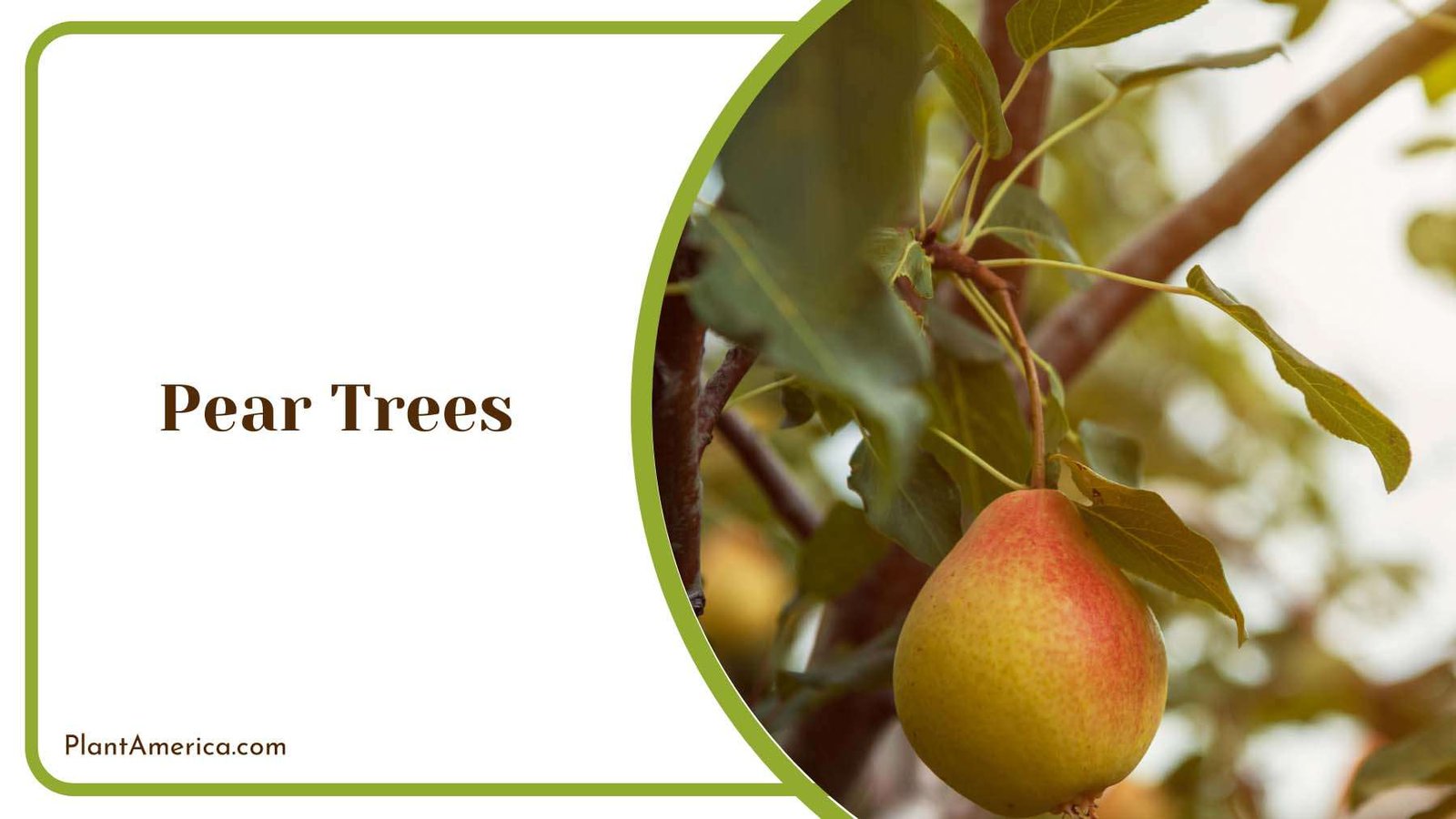 A Pear Tree Branch Plant America A Pear Tree Branch Plant America