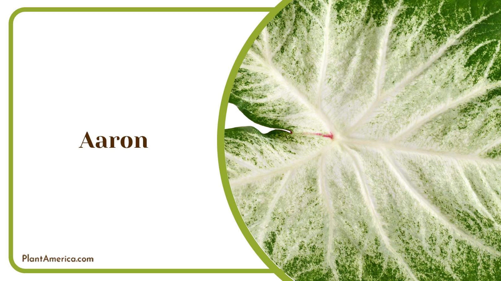 Aaron Heart Shaped Leaves Plant America