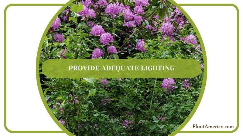 Adequate Lighting for Rhododendron Plant America
