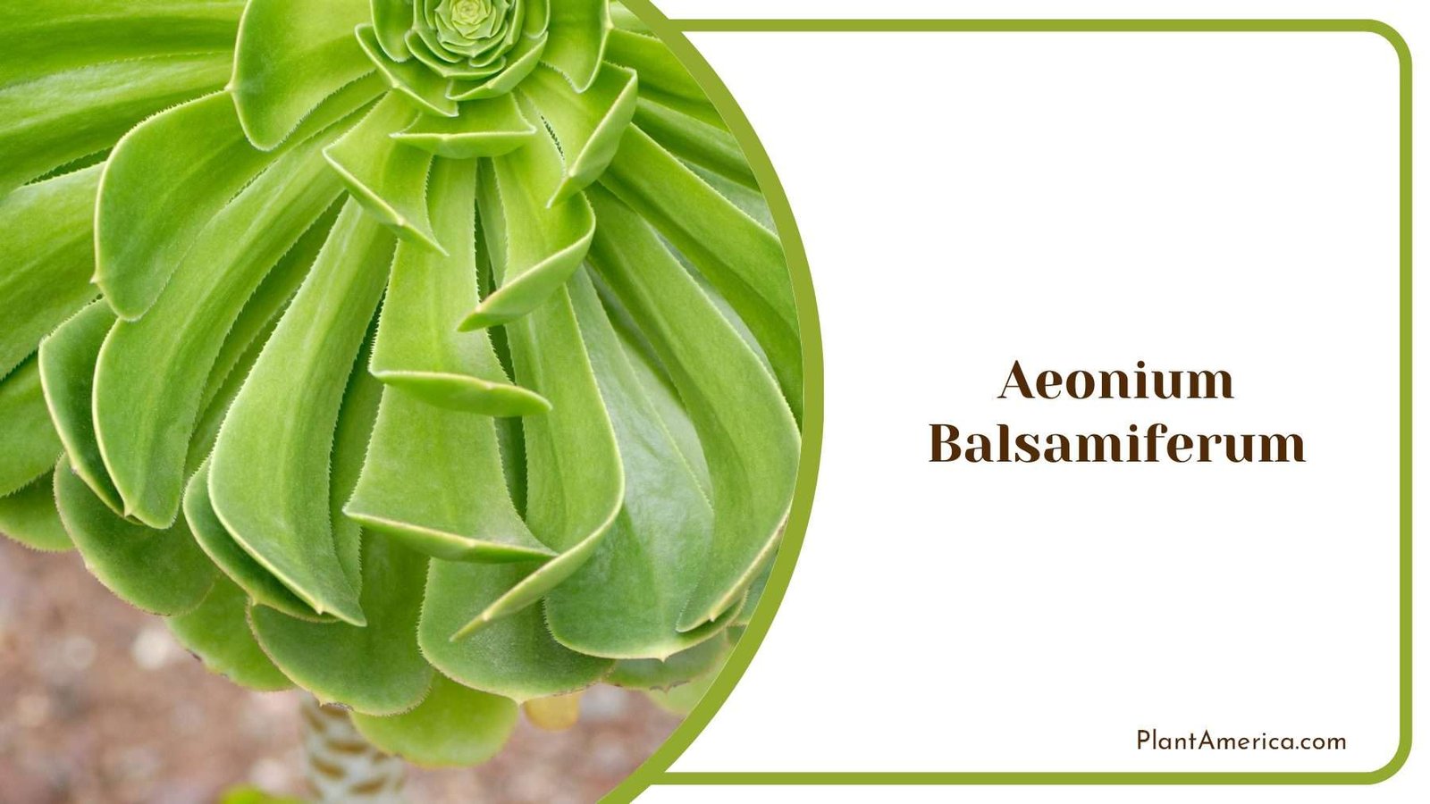 Aeonium Balsamiferum Shrubs Plant America