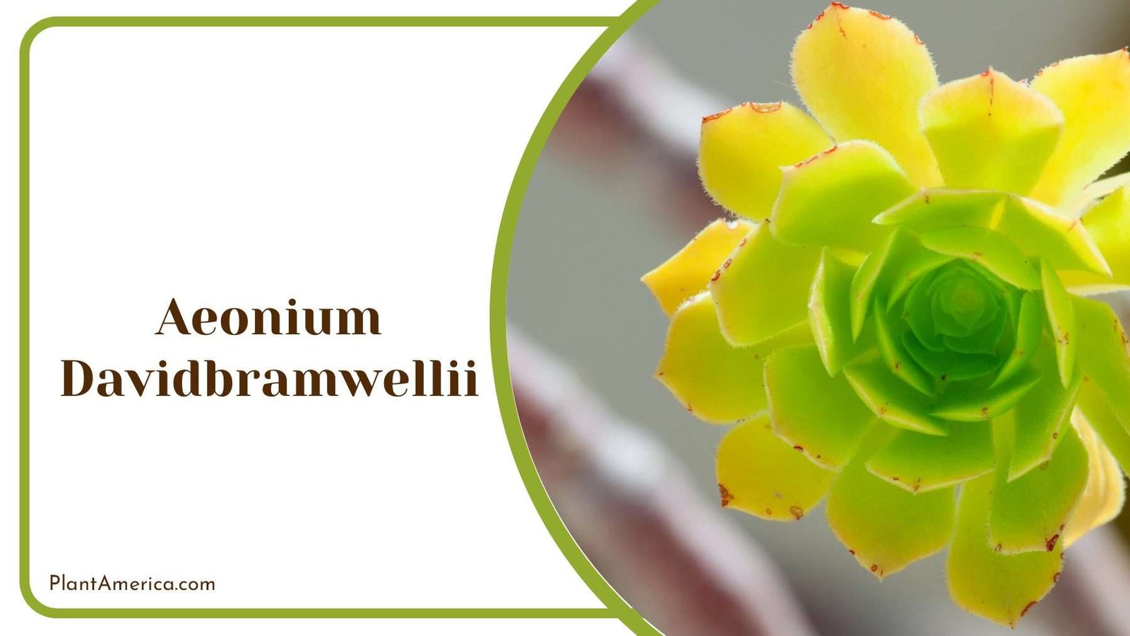 Aeonium Davidbramwellii Plant America