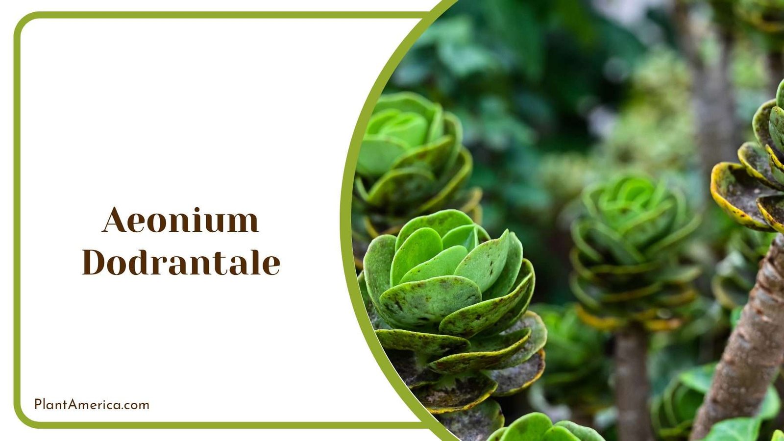 Aeonium Dodrantale Succulent Shrub Plant America