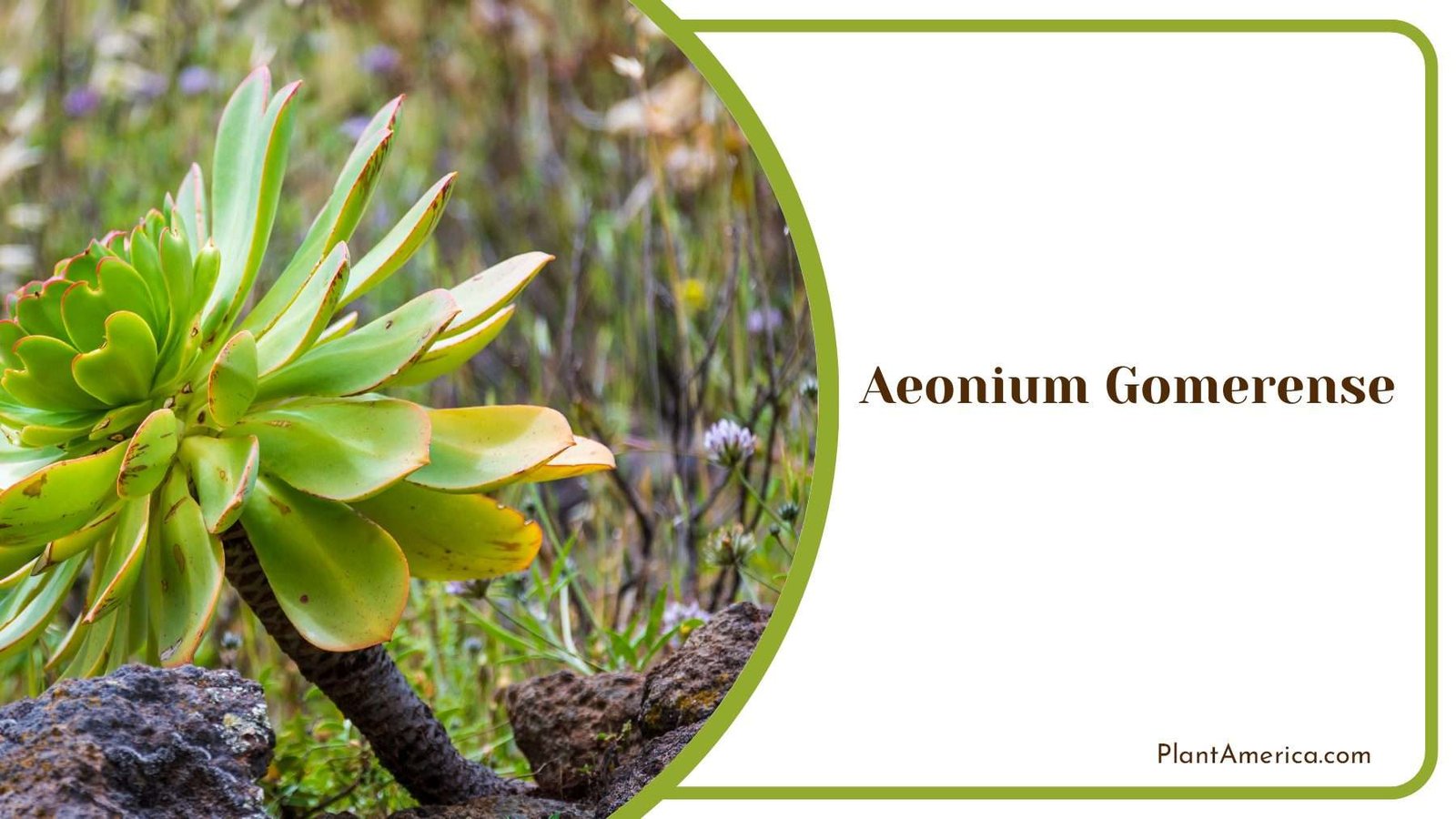 Aeonium Gomerense In Nature Plant America
