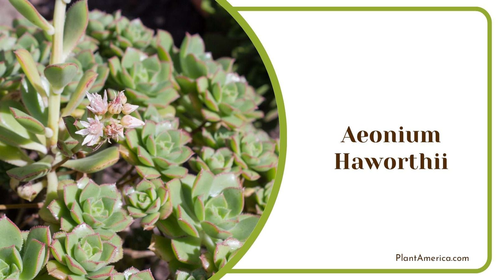 Aeonium Haworthii Succulent Plant Plant America