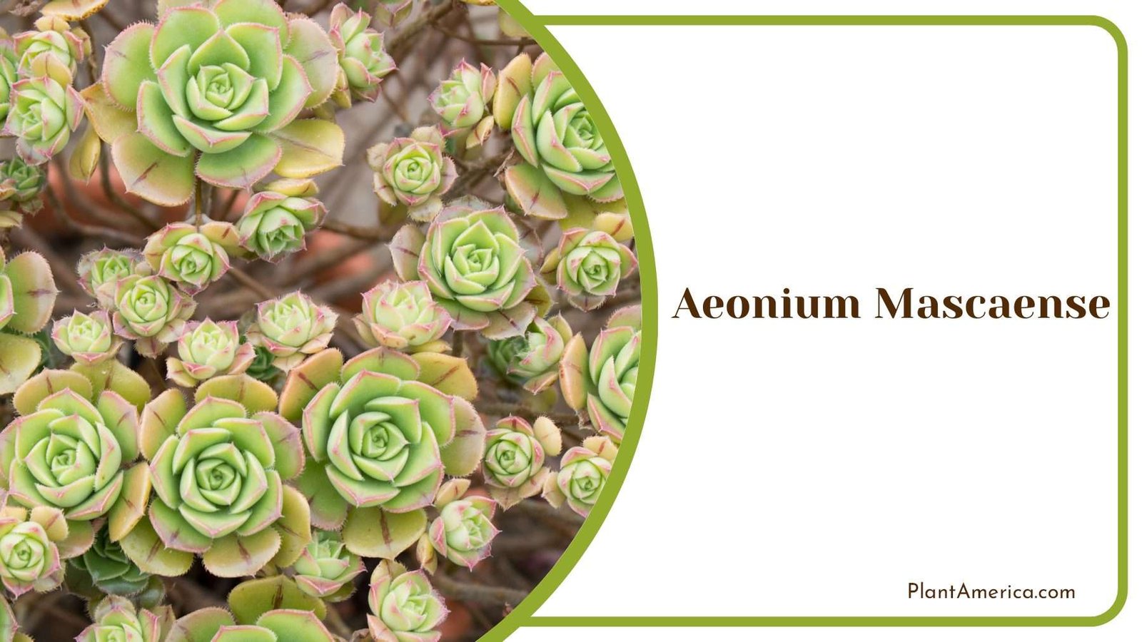 Aeonium Mascaense Leaves Plant America
