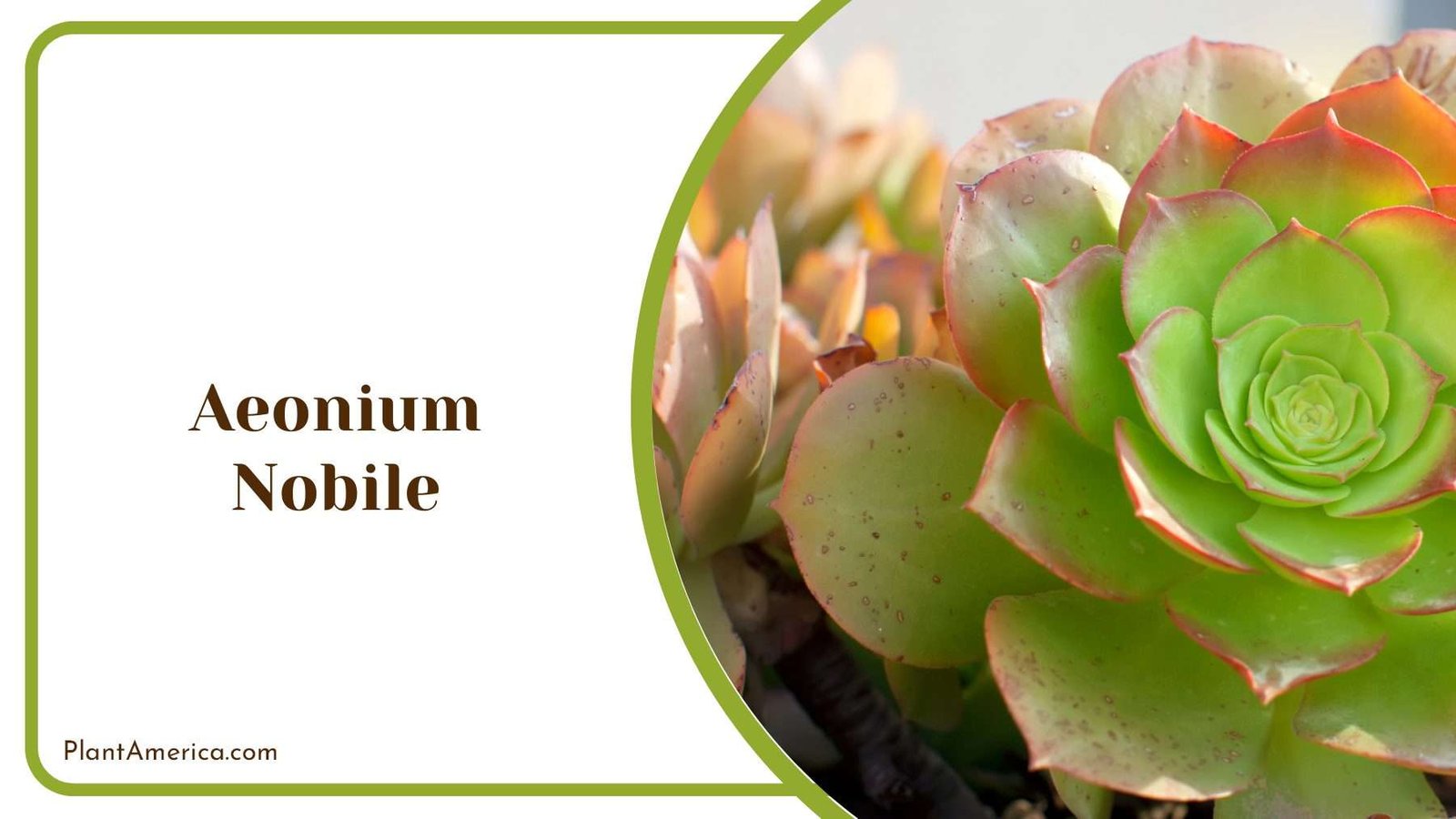 Aeonium Nobile Home Decor Plant America