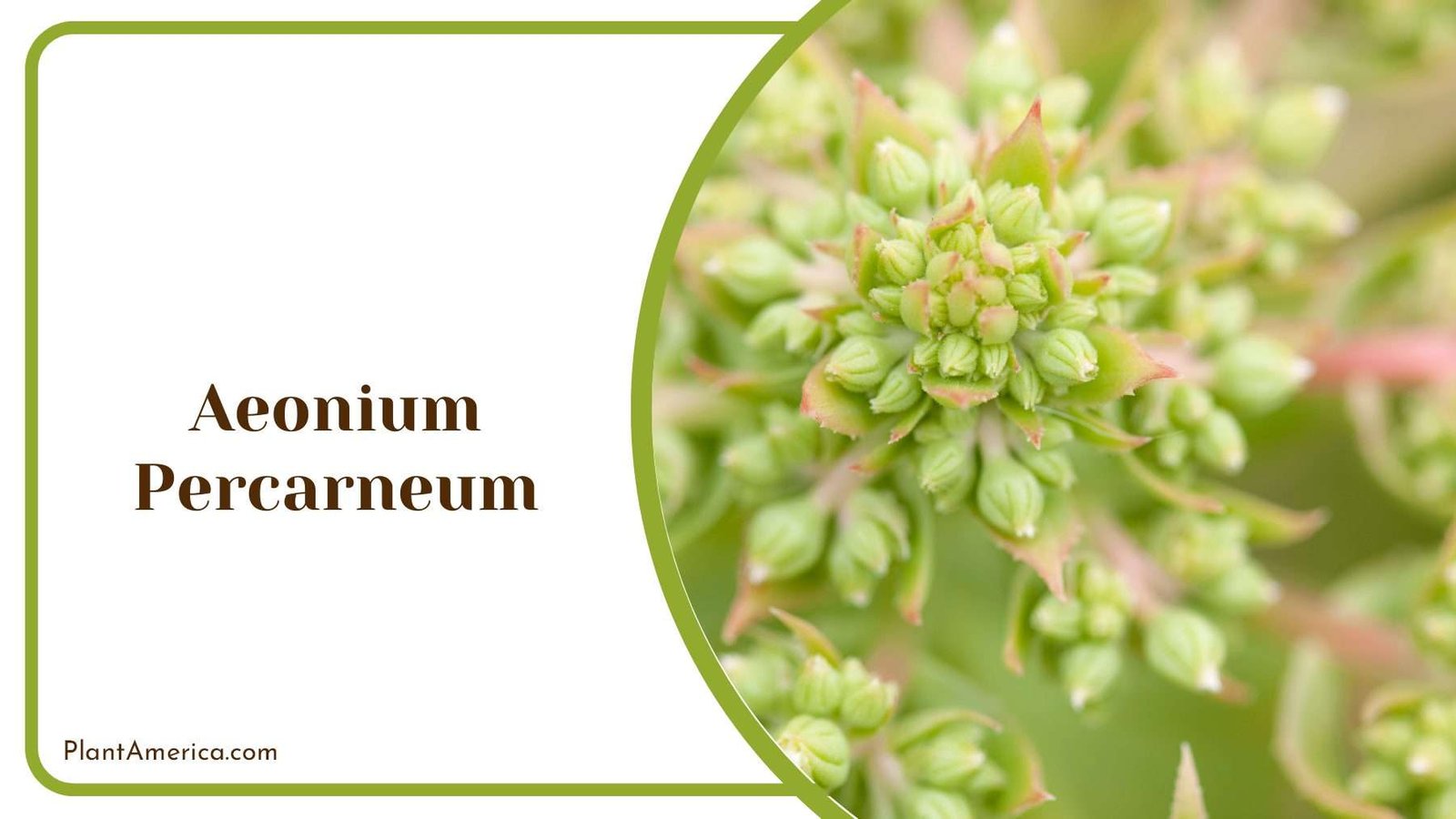Aeonium Percarneum Blooming Plant America
