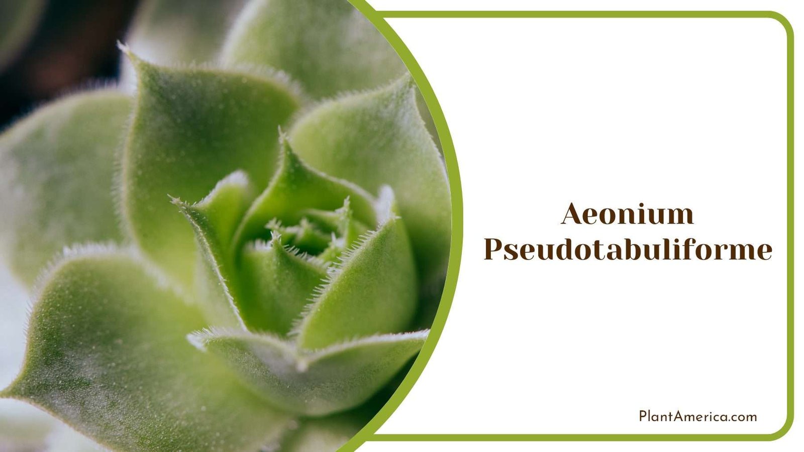 Aeonium Pseudotabuliforme Plant America