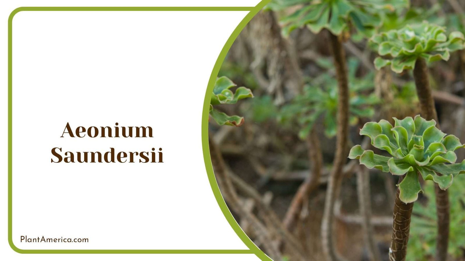 Aeonium Saundersii On Sunlilght Plant America