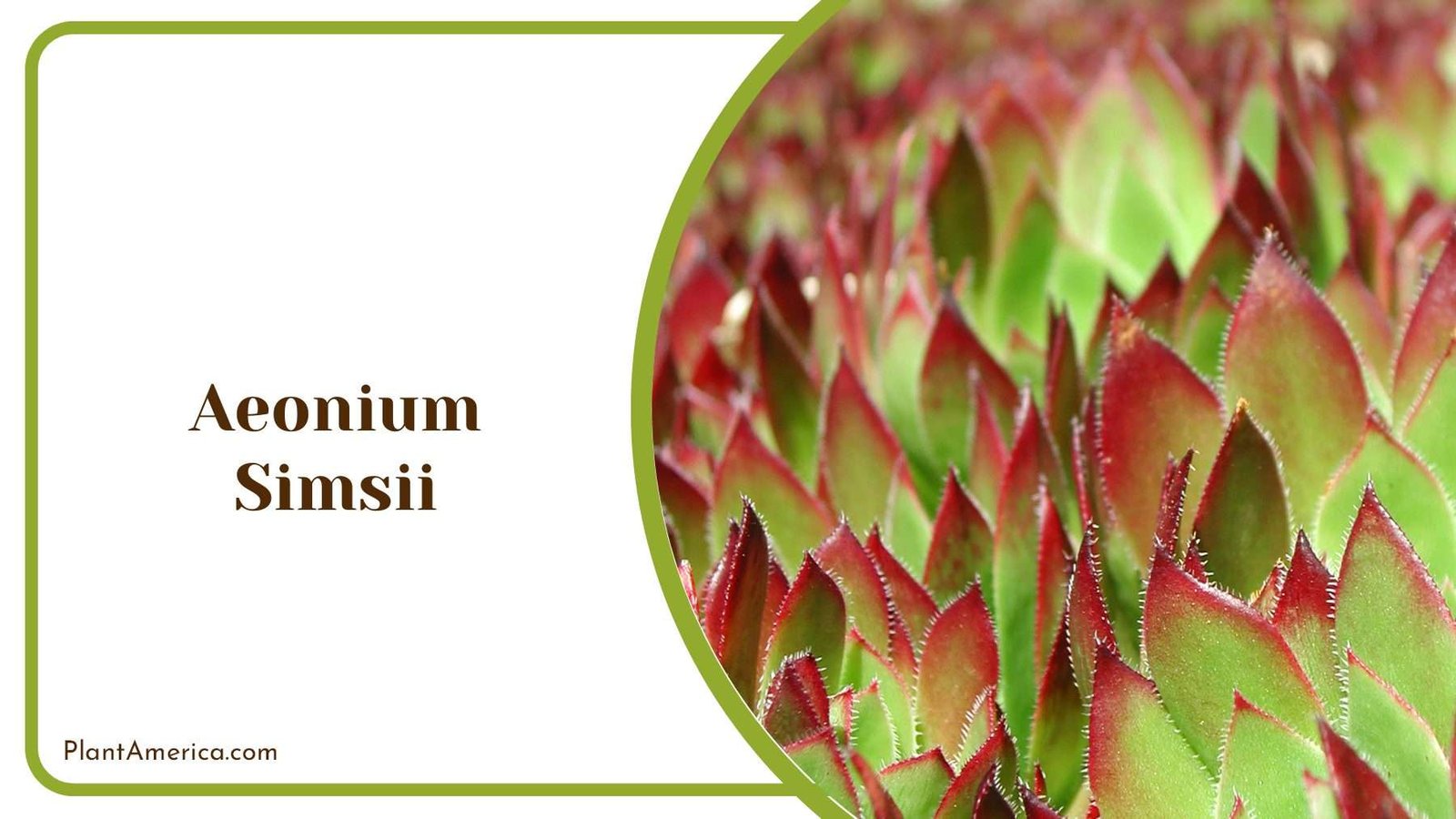 Aeonium Simsii Fleshy Leaves Plant America