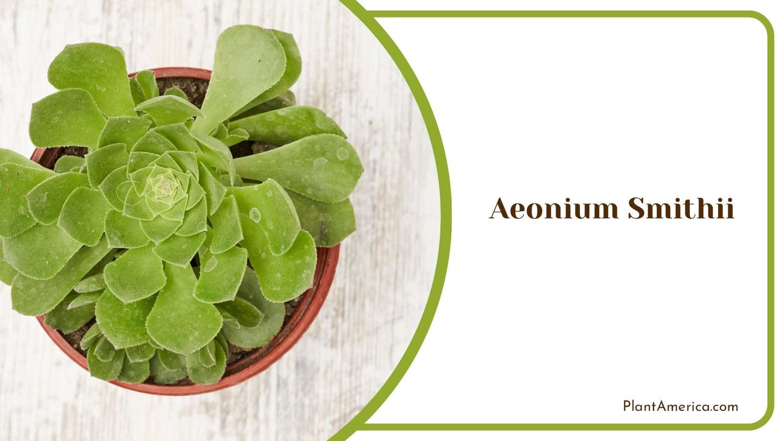 Aeonium Smithii Beauty Of Home Plant America