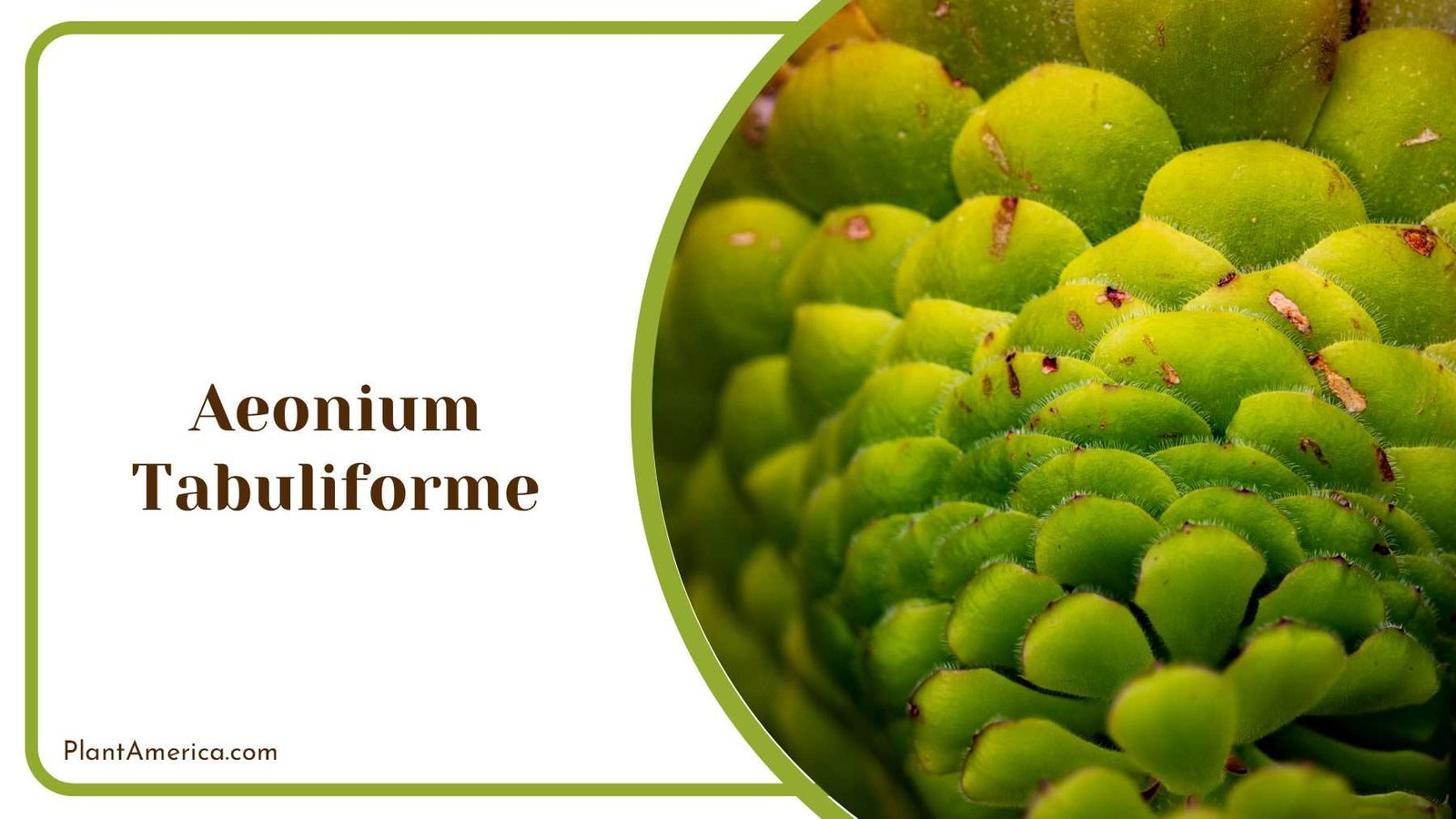 Aeonium Tabuliforme Dinner Plate Plant America