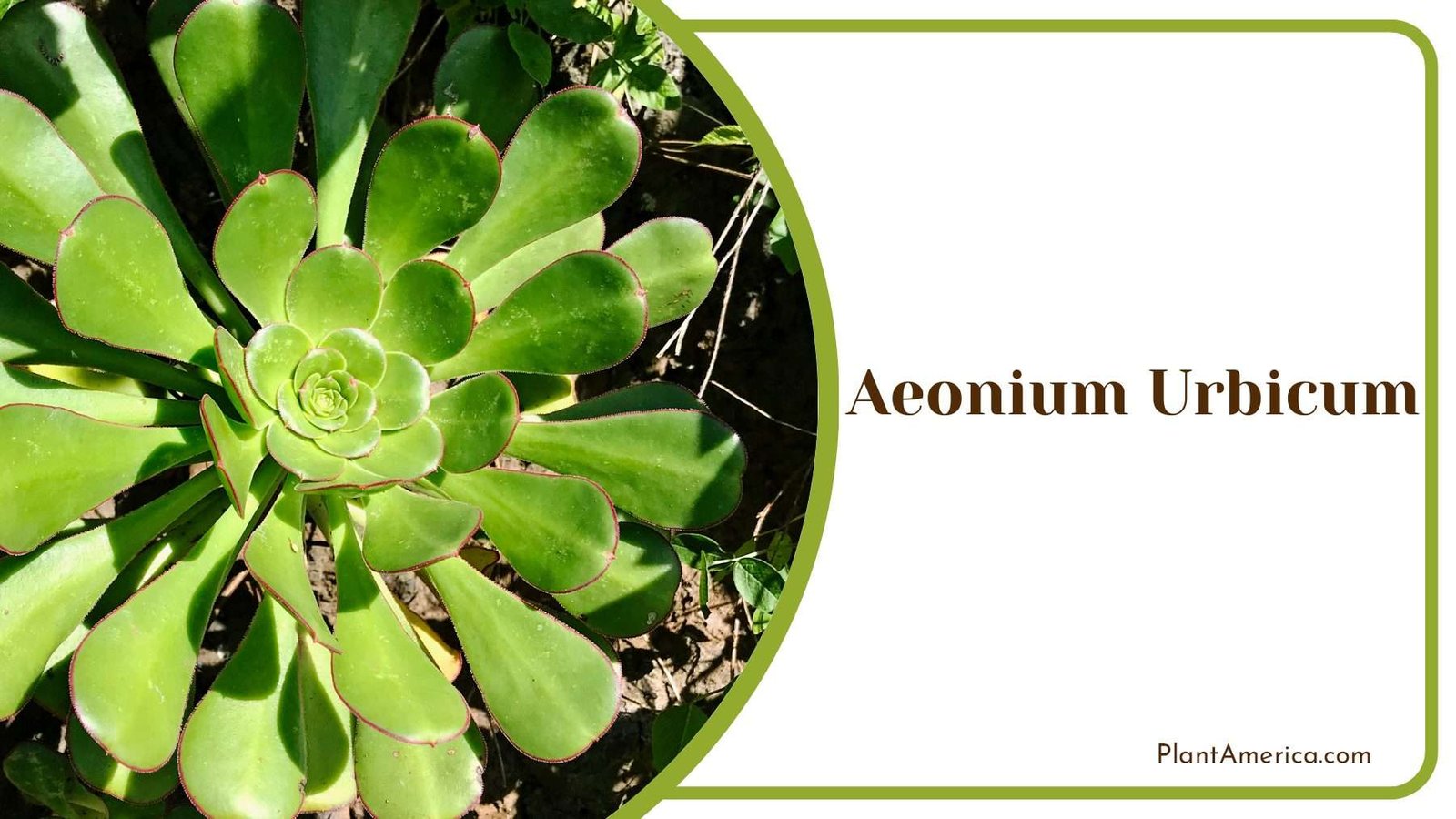 Aeonium Urbicum City Aeonium Plant America