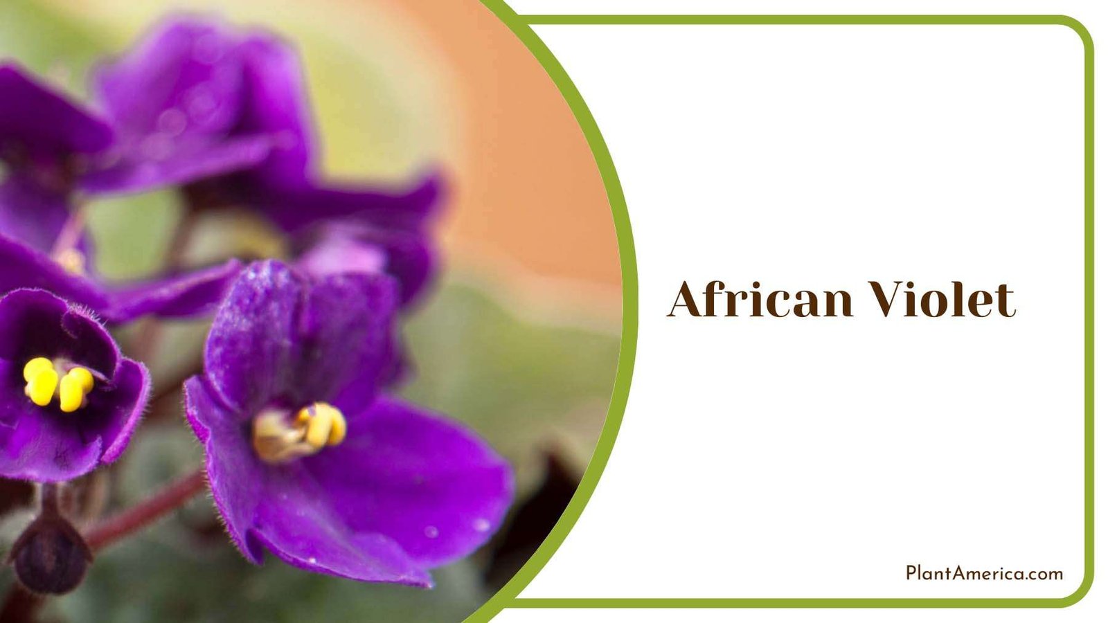 African Violet Flower Plant America