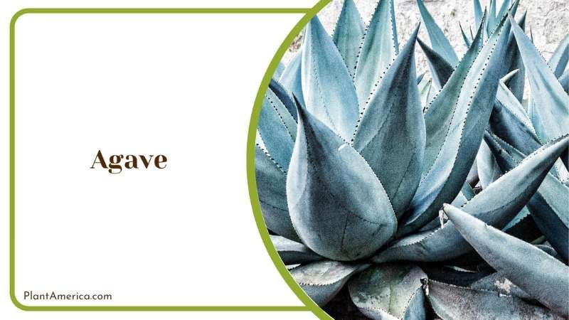 Agave Succulent Plants Plant America