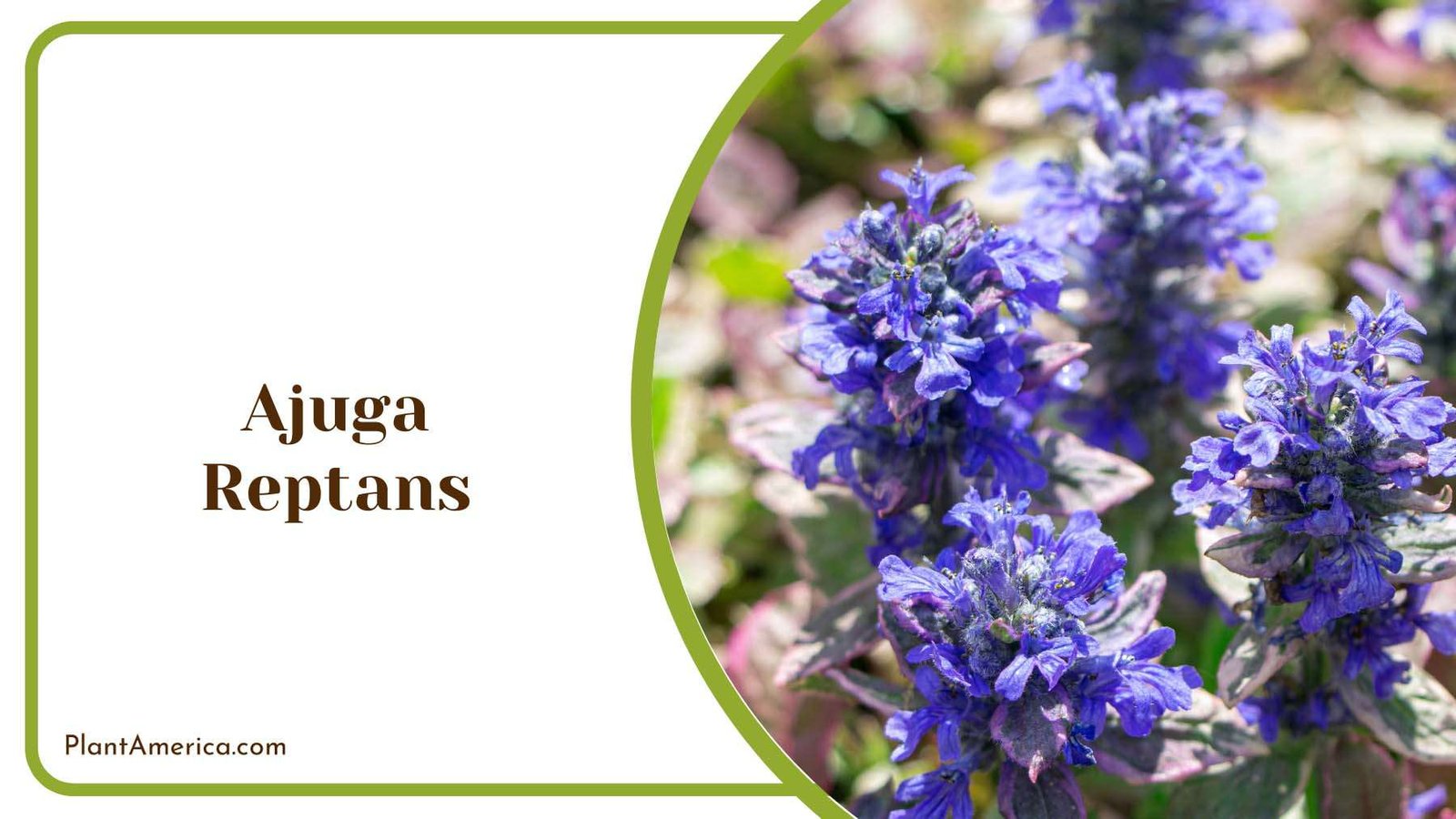 Ajuga Reptans Tiny Flowers Plant America 1