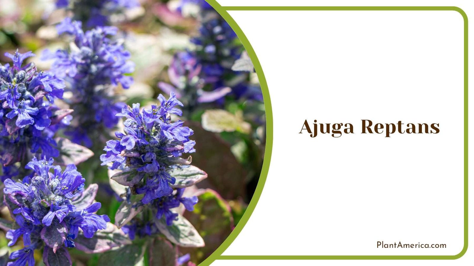 Ajuga Reptans Tiny Flowers Plant America