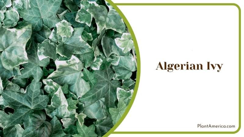 Algerian Ivy Ground Cover Plant America