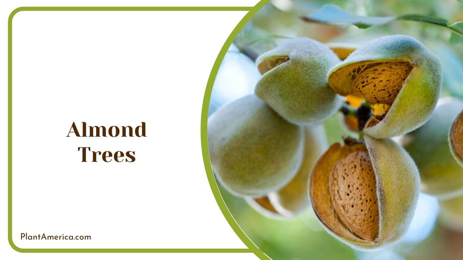 Almond Trees With Crunchy Nuts Plant America Almond Trees With Crunchy Nuts Plant America