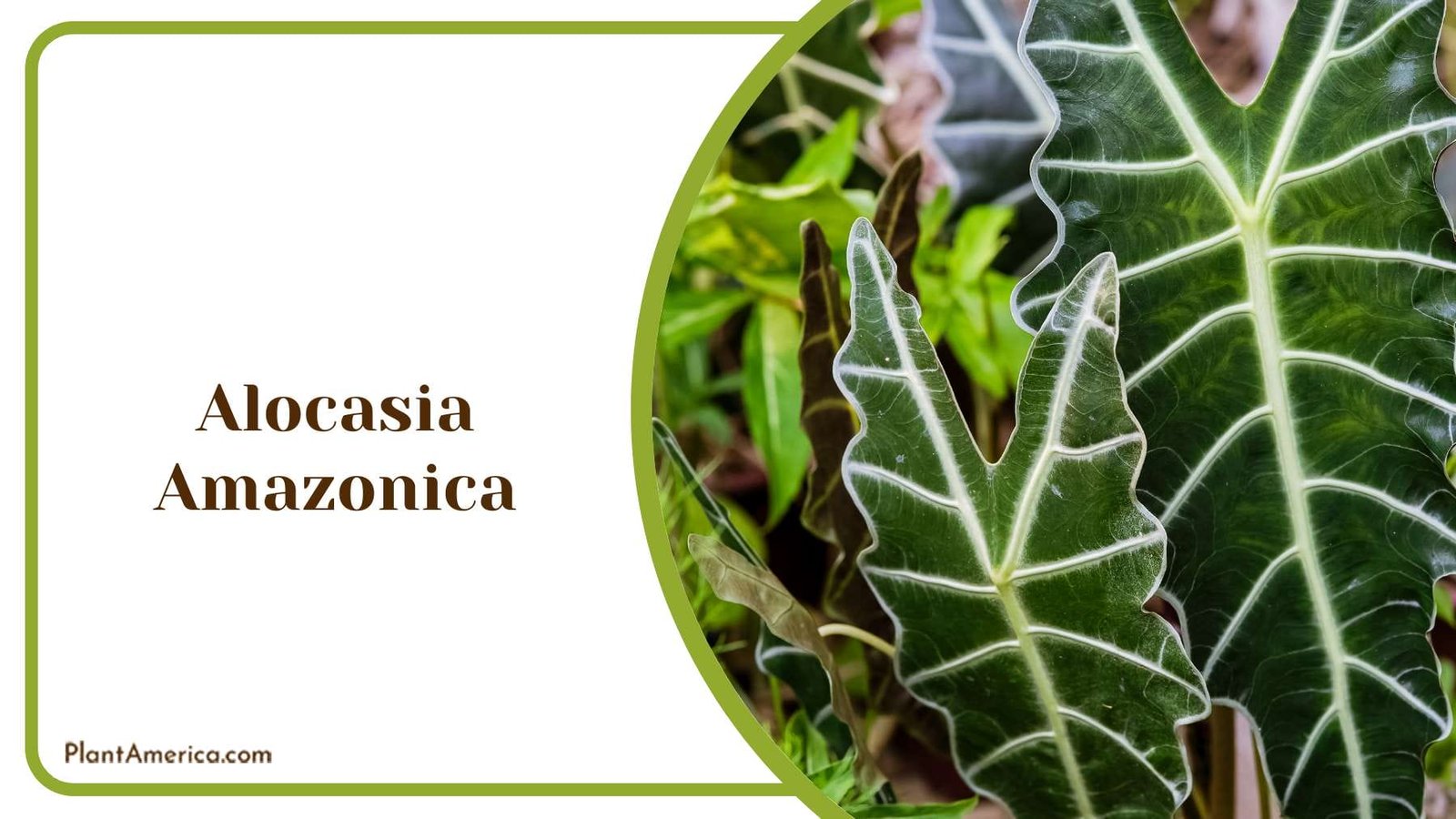 Alocasia Amazonica Indoor Elegance Plant America