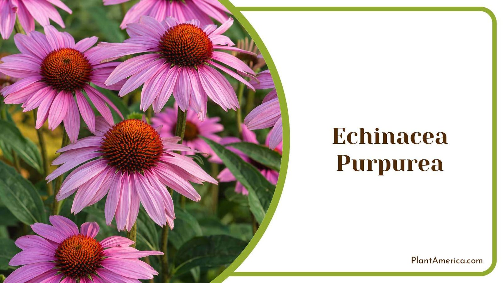 Amazing Echinacea Purpurea Plant America