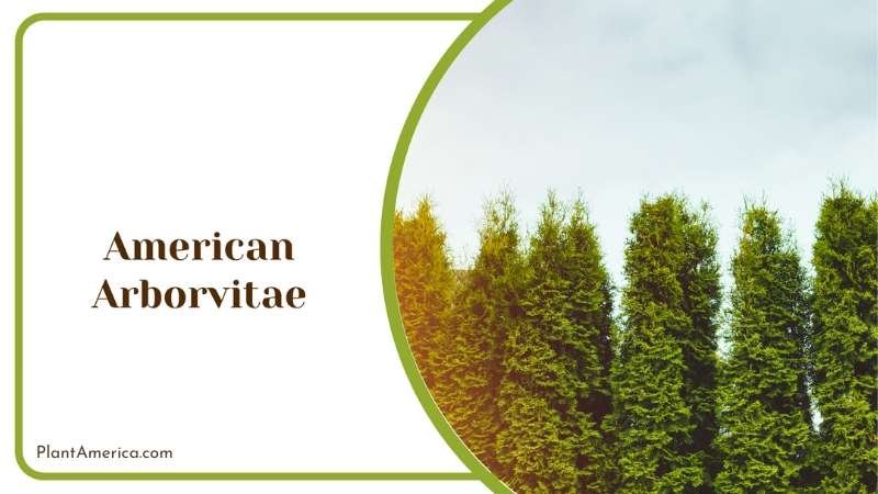 American Arborvitae On Sunlight Plant America