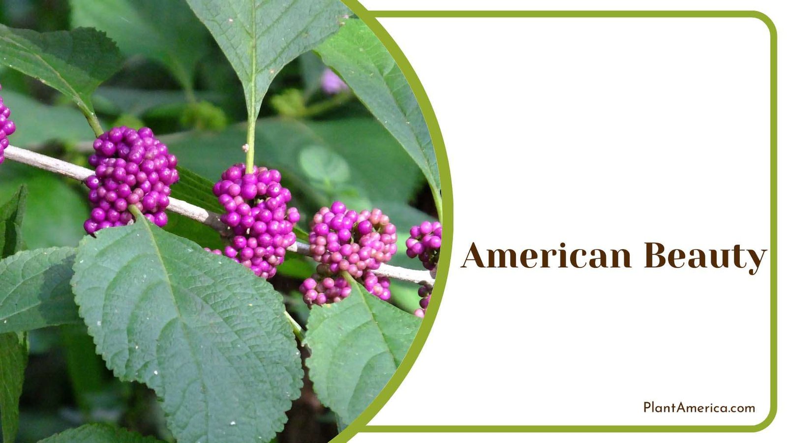 American Beauty Plant America