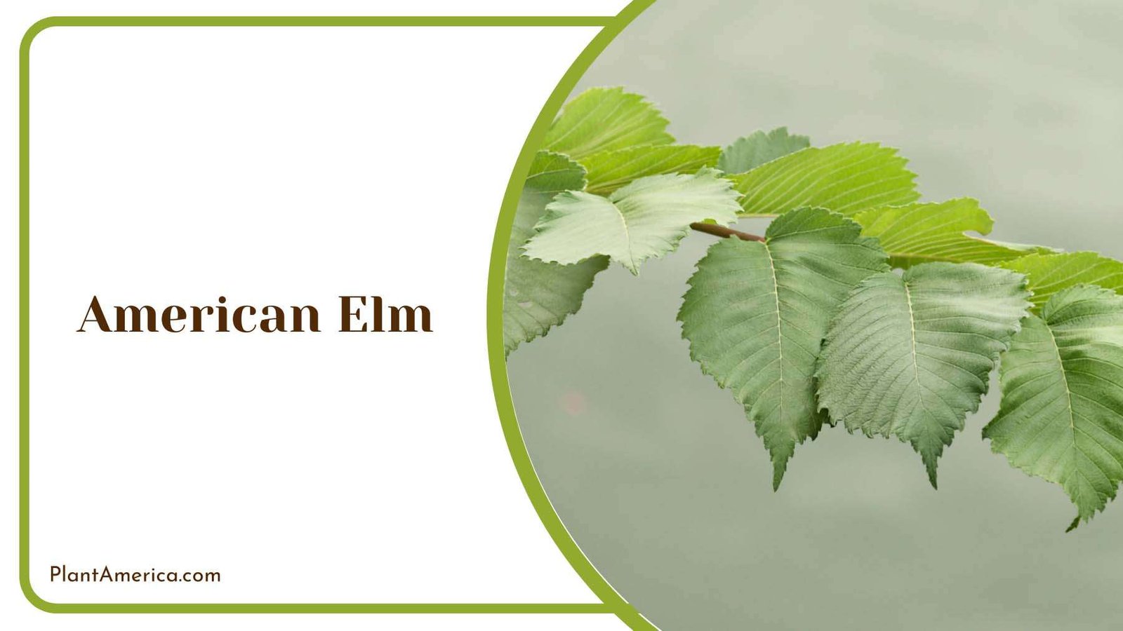 American Elm Leaves Plant America
