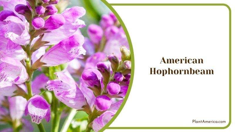 American Hophornbeam or Ostrya Virginiana Plant America
