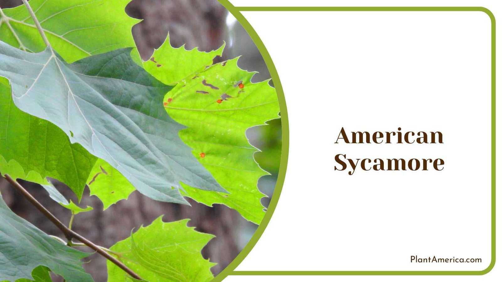 American Sycamore Green Leaves Plant America