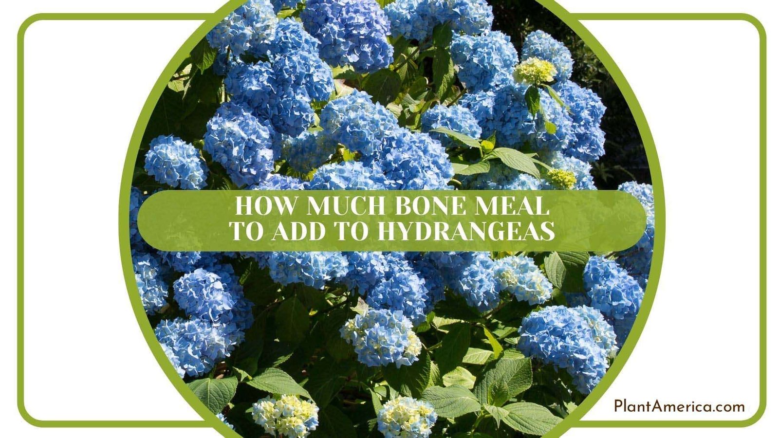 Amount of Bone Meal for Hydrangeas Plant America