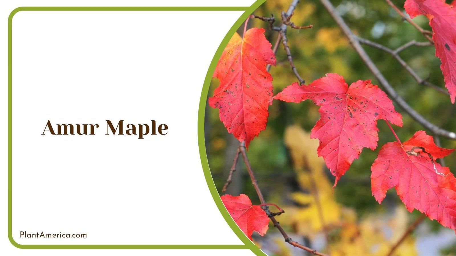 Amur Maple Red Leaves PlantAmerica