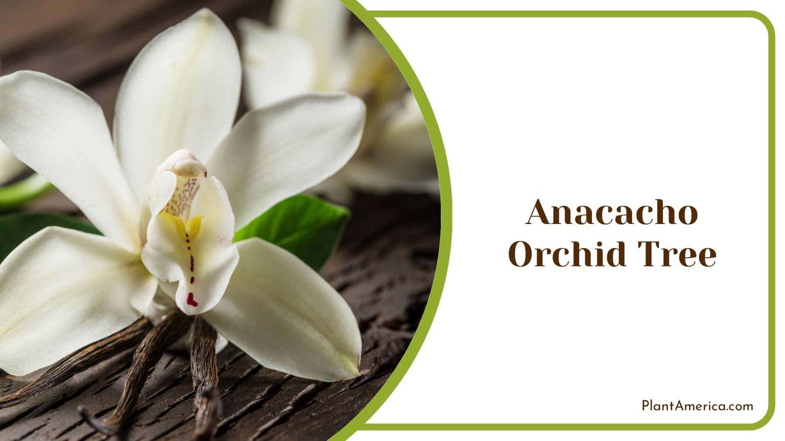 Anacacho Orchid Tree Plant America