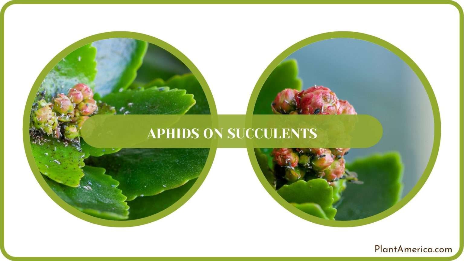 Aphids on Succulents: Possible Causes and Easy Solutions - Plant America
