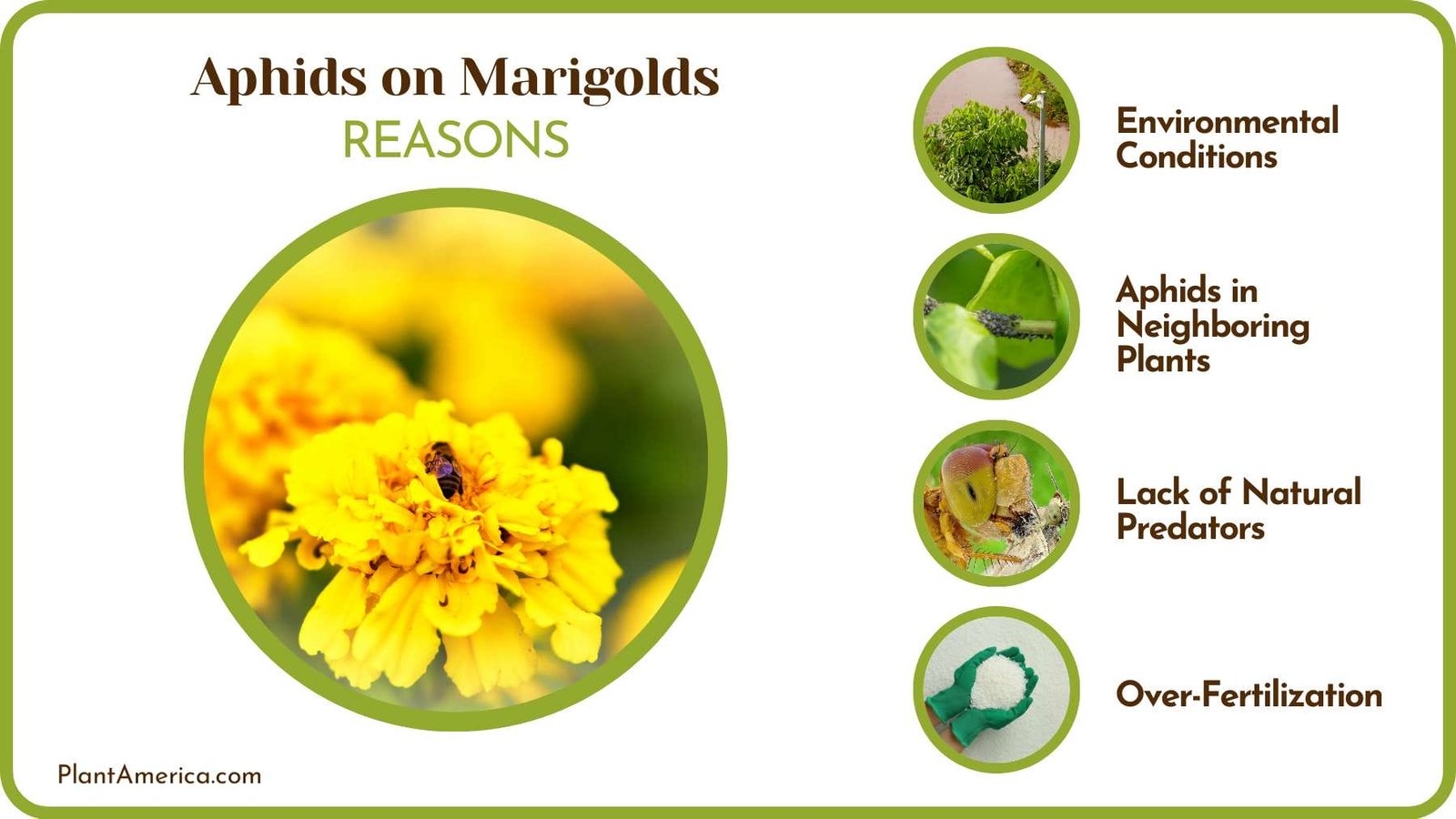 Aphids on Mums Plant America