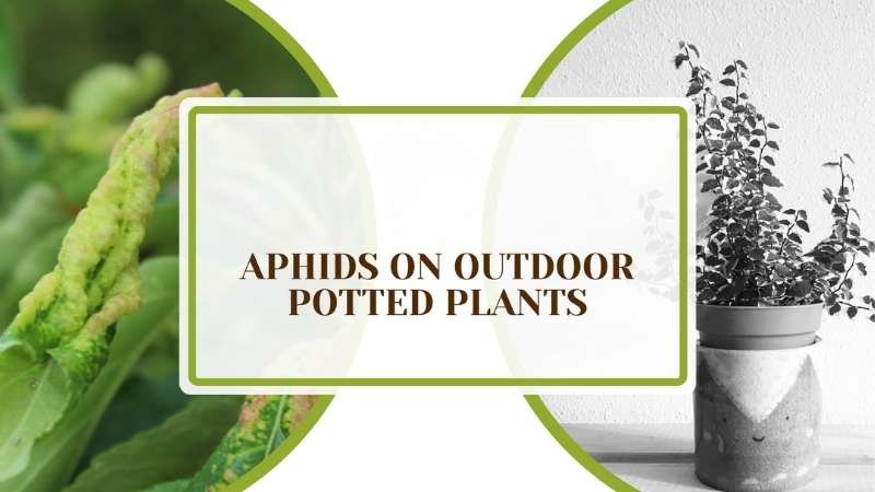 Aphids on Outdoor Potted Plants Plant America Aphids on Outdoor Potted Plants: The Damage and Solution