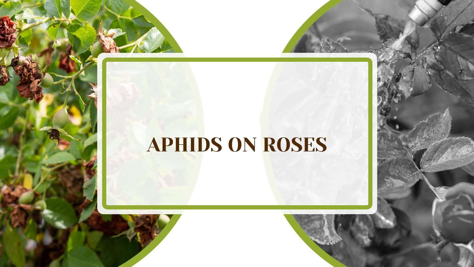 Aphids on Roses Plant America Aphids on Roses: The Reasons and Ways To Fight Back