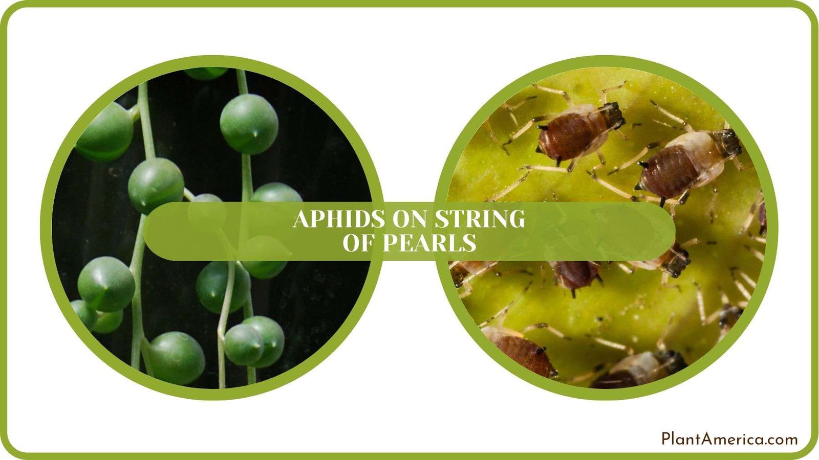 Aphids on String of Pearls Fixed Plant America Aphids on String of Pearls Fixed Plant America