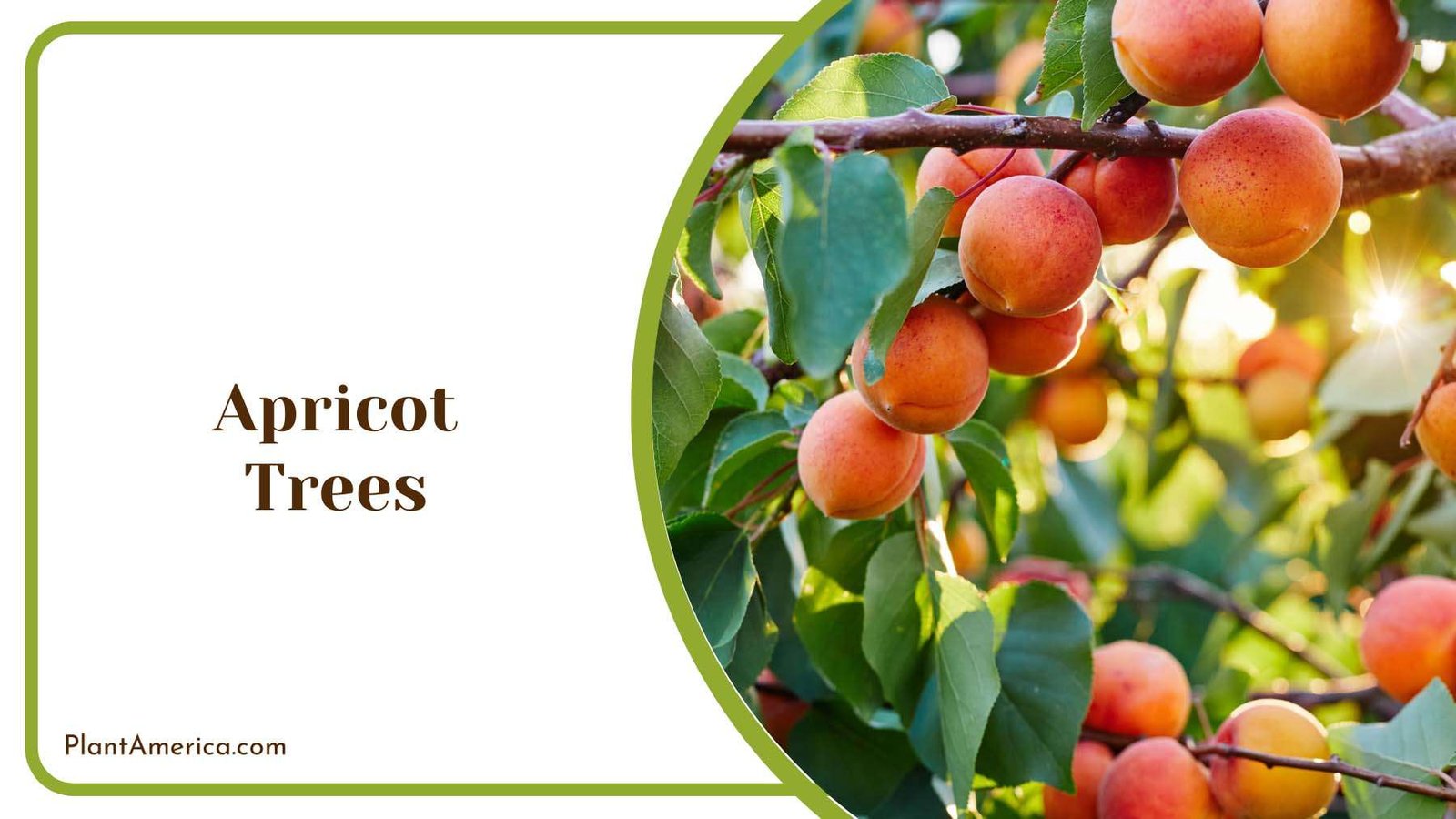 Apricot Trees Plant America Apricot Trees Plant America