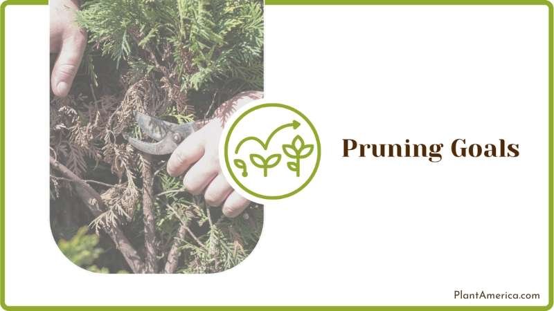 Arborvitae Shrubs Care Plant America