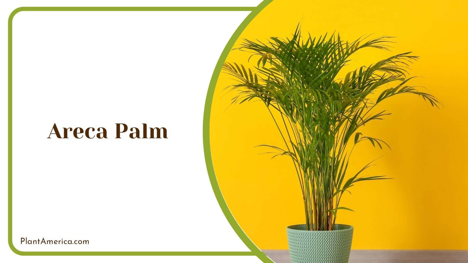 Areca Palm Beauty Of Home Plant America
