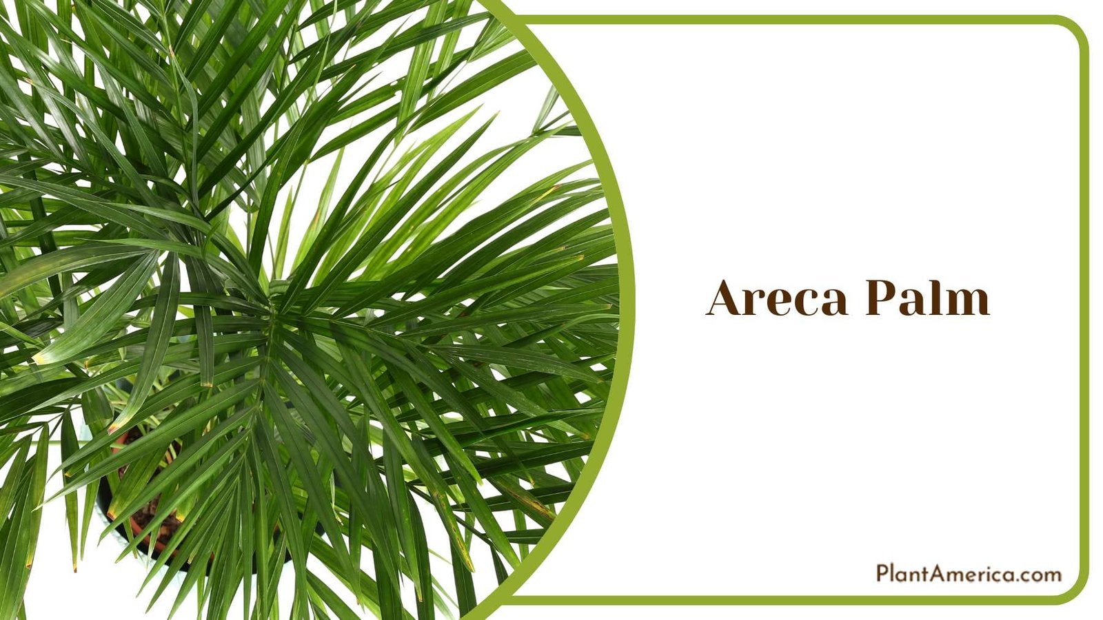 Areca Palm Natural Beauty Plant America