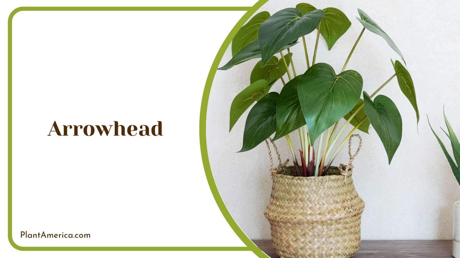 Arrowhead Elegance At Home Plant America